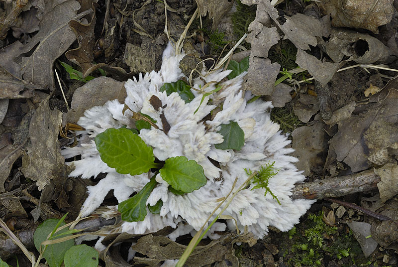 Thelephora penicillata